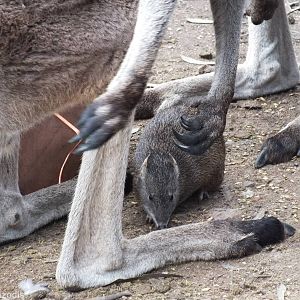 Southern Brown Bandicoot and Western Grey Kangaroos