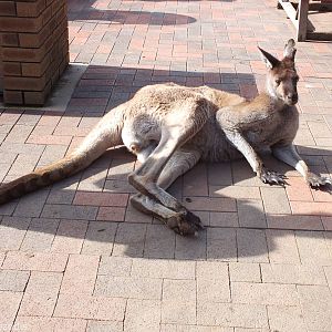 Western Grey Kangaroo