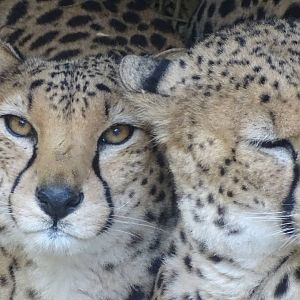 North African Cheetah duo 02/02/16