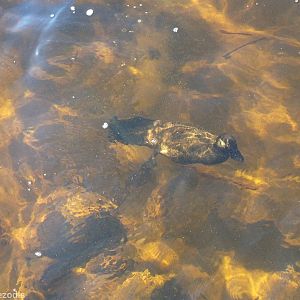 Musk Duck Underwater