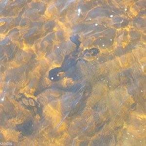 Musk Duck Underwater