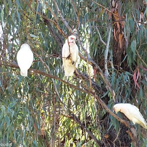 Long-billed Corella