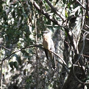Fan-tailed Cuckoo