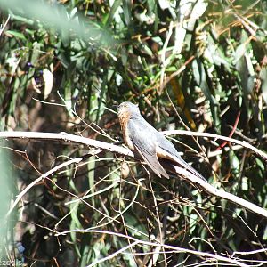 Fan-tailed Cuckoo
