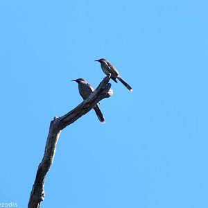 Western Wattlebird