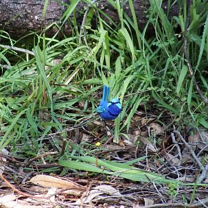 Splendid Fairy-wren