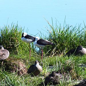 Pied Stilts, Grey Teals, Pacific Black Ducks