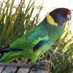 Australian Ringneck