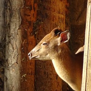 Red Forest (Natal) Duiker 02/02/16