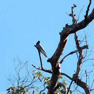 Black-faced Cuckooshrike