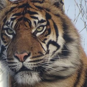 Sumatran Tiger 02/02/16