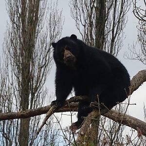 Spectacled Bear 02/02/16