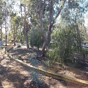 Part of the Enclosure - Yanchep National Park Koala Enclosure