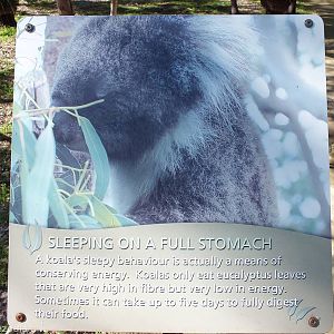 Example Sign - Yanchep National Park Koala Enclosure