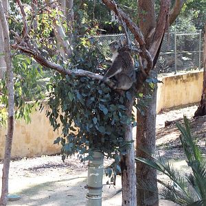 One of the Koala Feeding Areas - Yanchep National Park Koala Enclosure