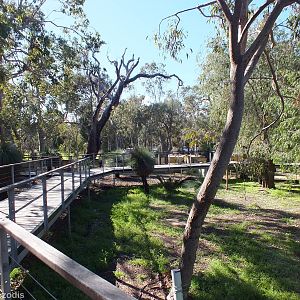 View of the Enclosure- Yanchep National Park Koala Enclosure