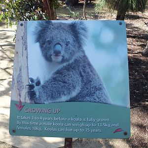 Example Sign - Yanchep National Park Koala Enclosure