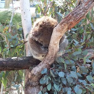 Sleeping Koala - Yanchep National Park Koala Enclosure