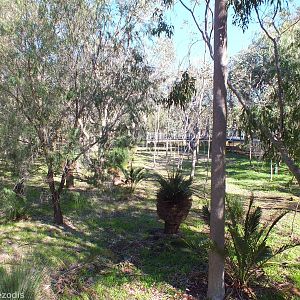 Part of the Enclosure - Yanchep National Park Koala Enclosure
