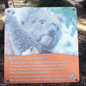 Example Sign - Yanchep National Park Koala Enclosure