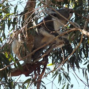 Koala - Yanchep National Park Koala Enclosure