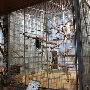 ?quatorium : enclosure Siamang