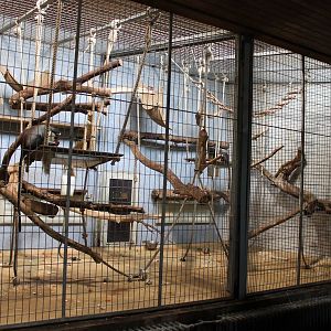 ?quatorium : enclosure Roloway monkey