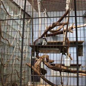 ?quatorium : Roloway monkey