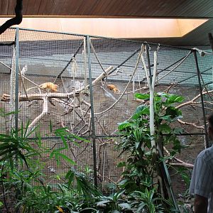 ?quatorium : enclosure Golden lion tamarin
