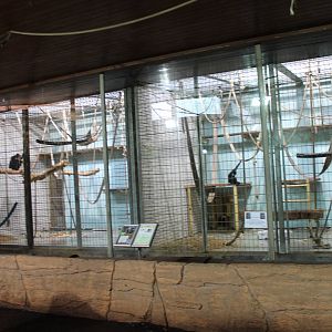 ?quatorium : Gibbon enclosures