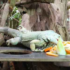 ?quatorium : Green iguana