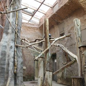 ?quatorium : Glass-fronted enclosure King colobus