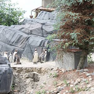 NORTICA : Humboldt penguin enclosure