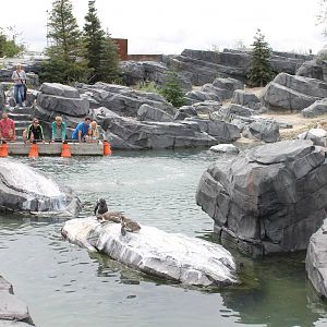 NORTICA : Humboldt penguin enclosure