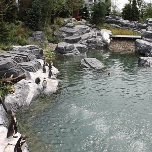 NORTICA : Humboldt penguin enclosure