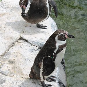 NORTICA : Humboldt penguins