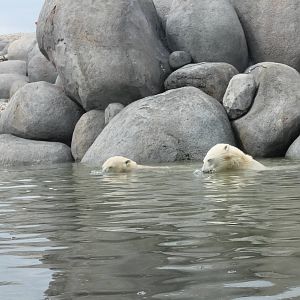 NORTICA : Polar bears
