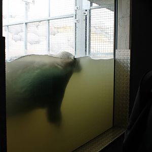 NORTICA : Polar bear