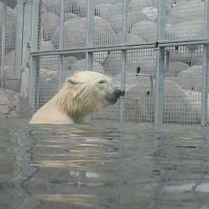 NORTICA : Polar bear