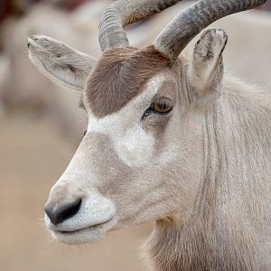 Addax : Marwell : 29 Jul 2016