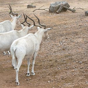 Addax : Marwell : 29 Jul 2016