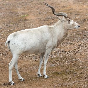 Addax : Marwell : 29 Jul 2016