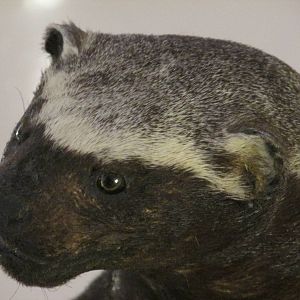 grison museo de historia natural