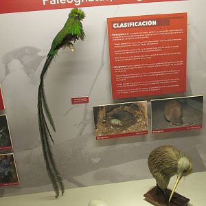 quetzal and kiwi museo de historia natural