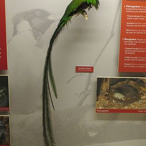 resplendent quetzal museo de historia natural
