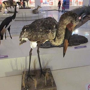 jabiru de Africa  or saddlebill stork museo de historia natural