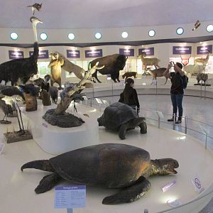 museo de historia natural mexico city with black sea turtle chelonia agassi