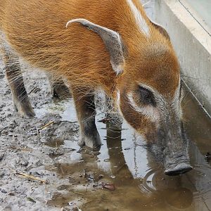 Red river hog