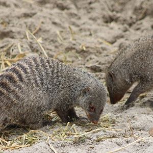 Zebra mongooses