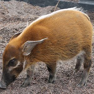 Young Red river hog